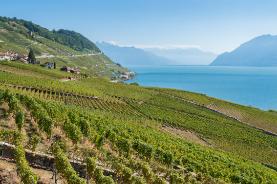 20180627_paysage_viticole_Lavaux_CaroleParodi_9054.png